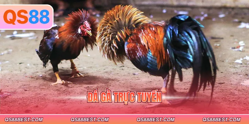 đá gà trực tuyến